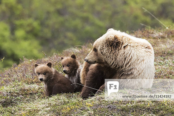 Grizzlybärjunge und Mutter entspannen sich im Frühling in der Tundra  Denali-Nationalpark  Inner-Alaska  USA