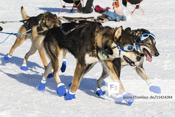 Lead dogs wearing sunglasses during the 2016 Iditarod  Southcentral Alaska  USA