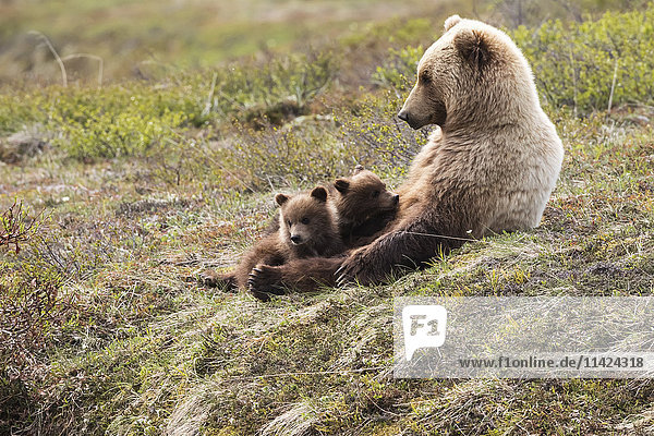 Grizzly-Sau mit zwei Jungen  die sich in der Tundra ausruhen  Denali-Nationalpark  Inneres Alaska