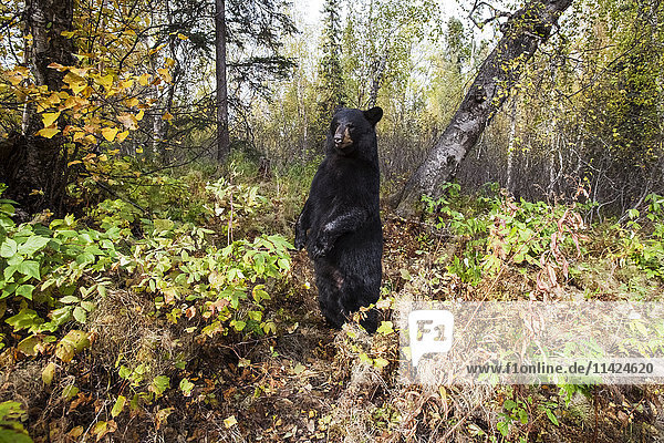 Ausgewachsener Schwarzbär im Herbstlaub  Southcentral Alaska  USA
