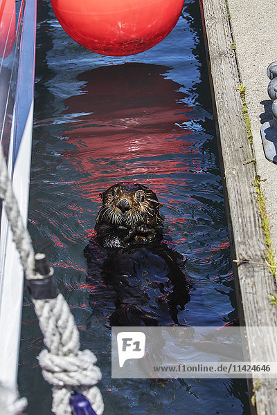 Seeotter schwimmt im Small Boat Harbor in Seward  Kenai-Halbinsel  Süd-Zentral-Alaska.