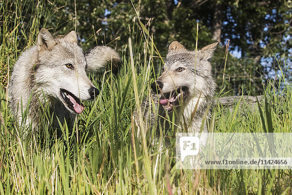 FANG: Einjähriger Grauwolf und Jungtier im Alaska Wildlife Conservation Center  Süd-Zentral-Alaska  USA