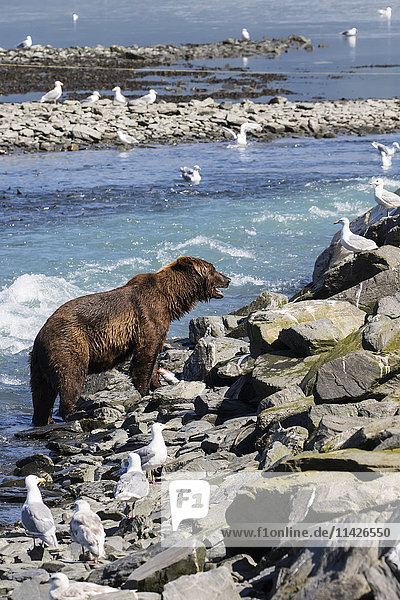 'A male Brown bear (ursus arctos) roams along the bank and fish weir looking for easy salmon to catch at the fish hatchery  Allison Point outside of Valdez  South-central Alaska; Alaska  United States of America'