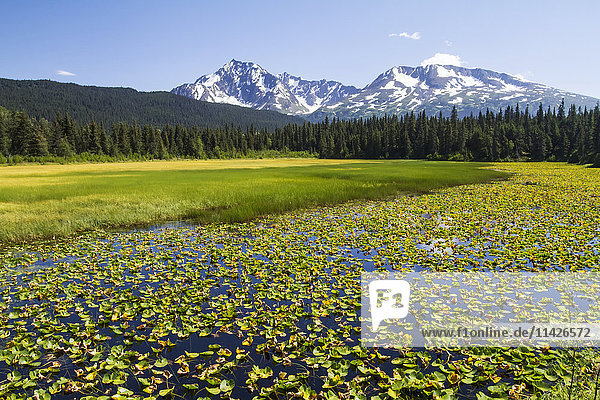 'Colourful lily padded marsh along the Seward Highway  South-central Alaska; Alaska  United States of America'