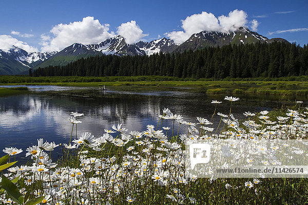 'Daisies in full bloom next to a marsh and lake along Nash Road near Seward; Alaska  United States of America'