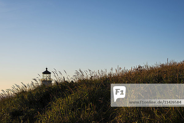 Hohes Gras wächst in der Nähe des North Head Lighthouse an der Südküste Washingtons; Ilwaco  Washington  Vereinigte Staaten von Amerika'.