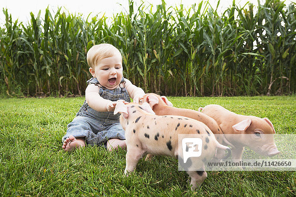 Kleiner Junge spielt mit jungen Schweinen auf einem Bauernhof im Nordosten von Iowa; Iowa  Vereinigte Staaten von Amerika'.