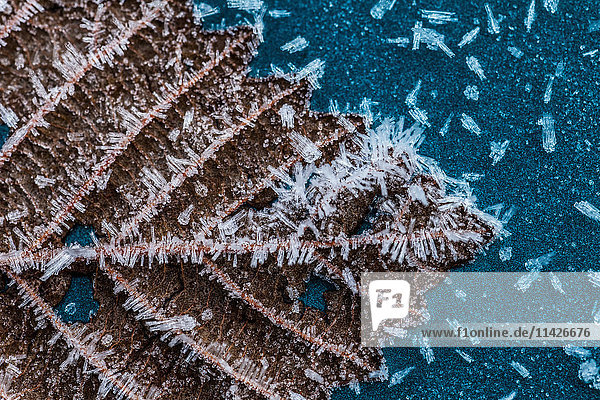 Nahaufnahme von Frost auf Blatt  Südost-Alaska; Alaska  Vereinigte Staaten von Amerika'.