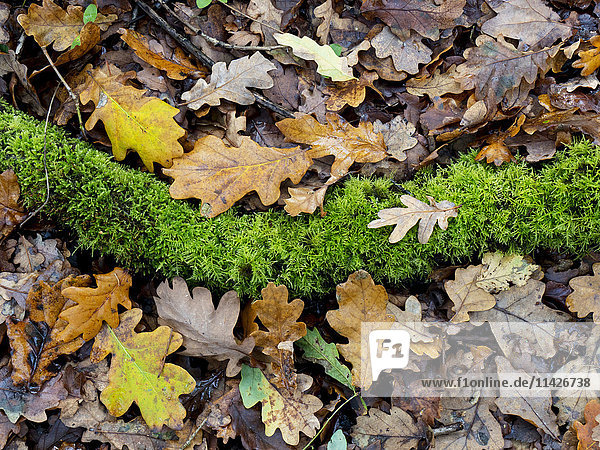 Gefallene Eichenblätter auf dem Boden im Herbst; Vereinigtes Königreich'.
