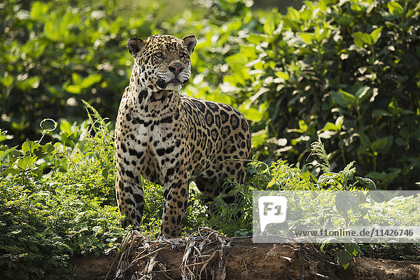 Jaguar (Panthera onca) mit ausgestrecktem Hals am belaubten Flussufer; Mato Grosso do Sol  Brasilien'.