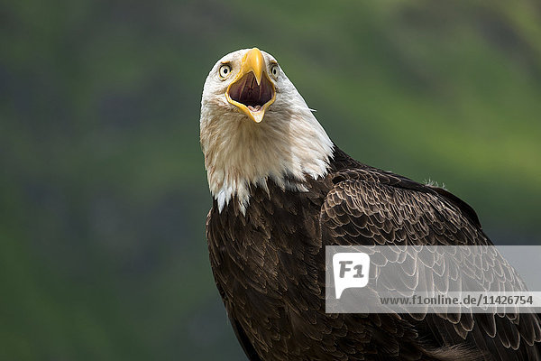 Nahaufnahme von Kopf und Schnabel eines rufenden Weißkopfseeadlers (Haliaeetus leucocephalus); Unalaska  Alaska  Vereinigte Staaten von Amerika'.