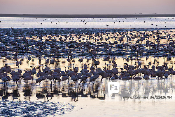 Eine riesige Kolonie rosafarbener und weißer Flamingos (Phoenicopteridae) füttert bei Sonnenuntergang in Walvis Bay an der namibischen Küste; Namibia'.