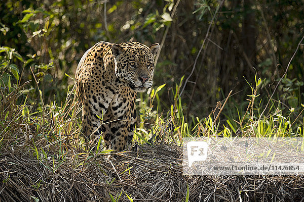 Jaguar (Panthera onca) senkt den Kopf  um über den Fluss zu starren; Mato Grosso do Sul  Brasilien'.