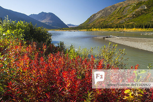 'Colourful foliage changing from summer to autumn  South of Denali National Park and Preserve  viewed from Parks Highway  interior Alaska; Alaska  United States of America'