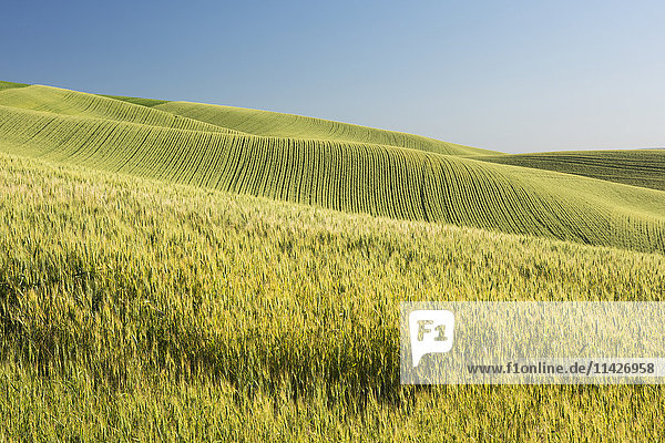'Rolling hills of barley grain fields and blue sky in the Palouse County of Eastern Washington; Washington  United States of America'