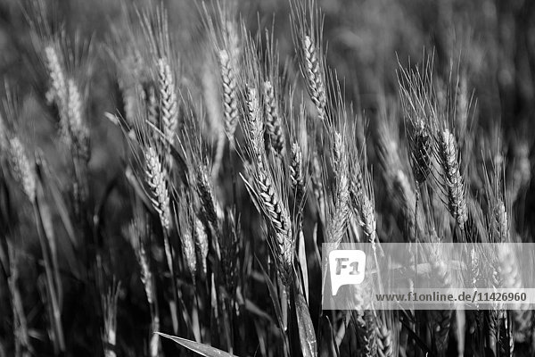 'Black and white image of barley grain in the rolling fields in Palouse County of Eastern Washington; Washington  United States of America'