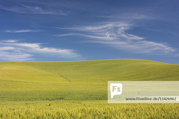 'Rolling hills of barley grain fields and blue sky in the Palouse County of Eastern Washington; Washington  United States of America'