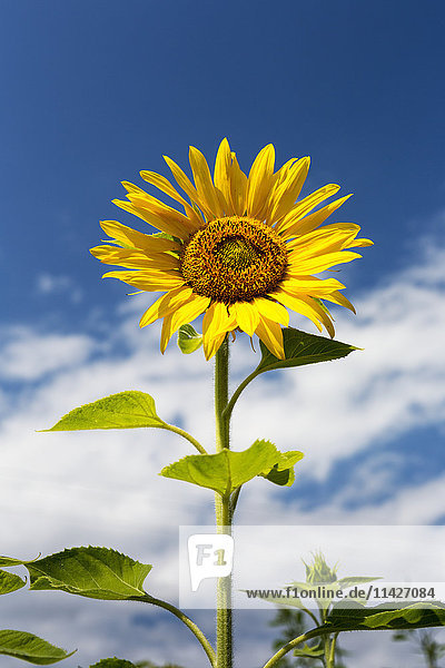 Nahaufnahme einer Sonnenblume mit blauem Himmel und Wolken; Alberta  Kanada'.