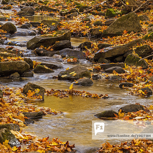 Bach mit herbstlich gefärbten Blättern  die im fließenden Wasser treiben; Iron Hill  Quebec  Kanada'.