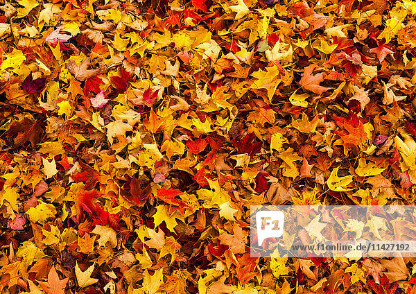 Herbstblätter auf dem Boden; Iron Hill  Quebec  Kanada'.