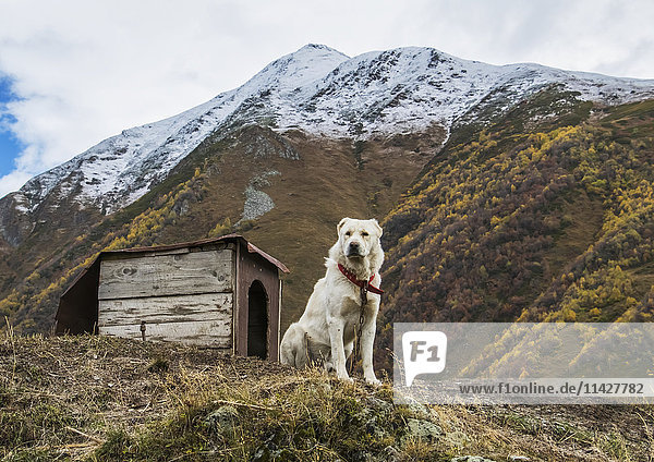 Georgischer Schäferhund bei seiner Hundehütte; Ushguli  Samegrelo-Zemo Svaneti  Georgien'.