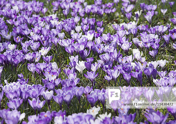Krokusse auf Wiese  violett