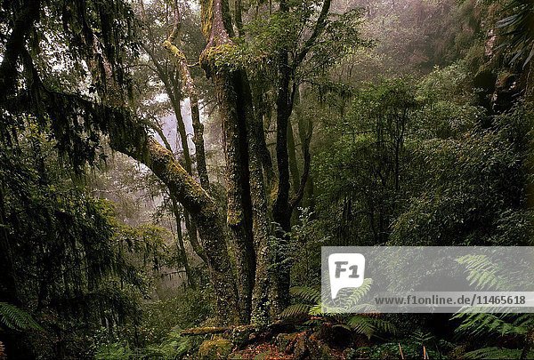 Temperate rainforest dominated by Antarctic beech  Nothofagus moorei  New England National Park  New South Wales  Australia. (Photo by: Auscape/UIG)