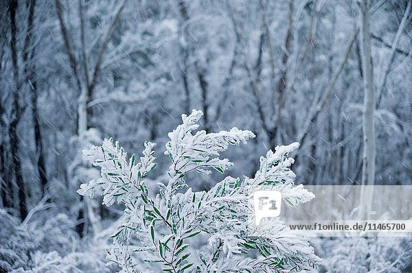 Snow-covered trees in dry sclerophyll forest near Lithgow  New South Wales  Australia. (Photo by: Auscape/UIG)