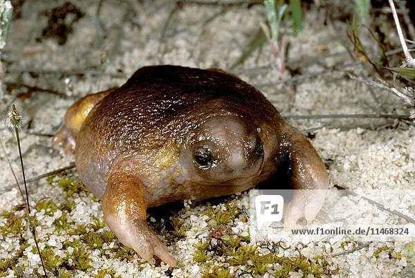 Turtle frog  Myobatrachus gouldii  Australia’s only frog food specialist: eats almost only termites  When burrowing  digs forward unlike most frogs  Baby frogs emerge from eggs  Can eat 400 termites at a time  South of Ravensthorpe  Western Australia  Australia. (Photo by: Auscape/UIG)