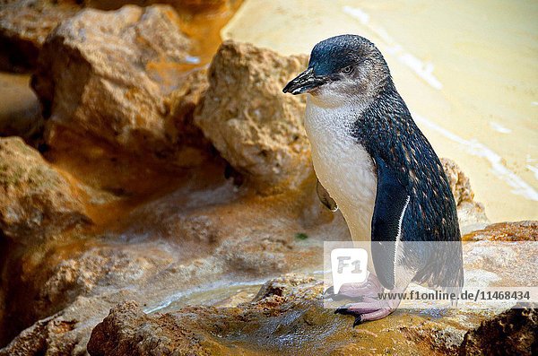 Little penguin  Eudyptula minor  at the Discovery Centre built in 1987 as an educational facility and a sanctuary for injured wild penguins or those deemed unfit for release  The housing area reflects their natural sandy  coastal scrub  with a saltwater pond with perspex panels for visitors to watch the penguins swim  Penguin Island Discovery Centre  Shoalwater Islands Marine Park  Western Australia  Australia. (Photo by: Auscape/UIG)