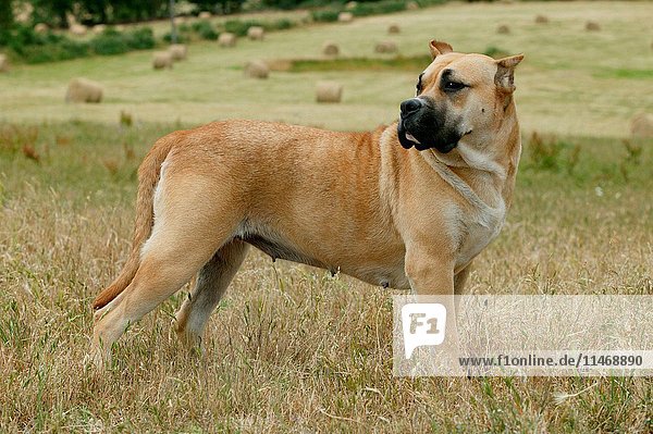 Dogo canario  Canis familiaris  standing in field. This is a Spanish breed native to the islands of Tenerife and Gran Canaria in the Canary Archipelago. The breed was developed to guard and as cattle dogs. (Photo by: Auscape/UIG)