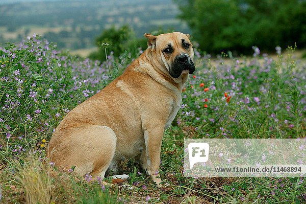 Dogo canario  Canis familiaris  sitting in field. This is a Spanish breed native to the islands of Tenerife and Gran Canaria in the Canary Archipelago. The breed was developed to guard and as cattle dogs. (Photo by: Auscape/UIG)