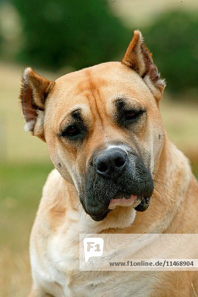 Dogo canario  Canis familiaris  portrait. This is a Spanish breed native to the islands of Tenerife and gran Canaria in the Canary Archipelago. The breed was developed to guard and as cattle dogs. (Photo by: Auscape/UIG)