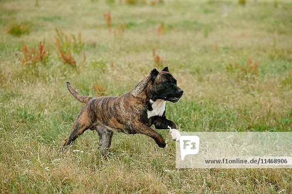 Dogo canario  also known as Presa Canario  breed originating in the Canary Islands as guard and cattle dog  a gentle giant  protective  alert  even-tempered  Canis familiaris  brindled dog running through meadow. (Photo by: Auscape/UIG)