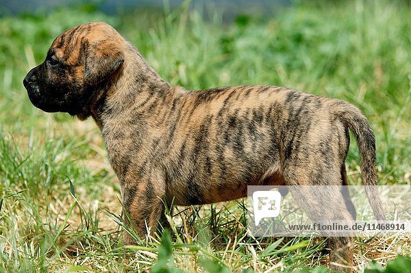 Dogo canario  also known as Presa Canario  breed originating in the Canary Islands as guard and cattle dog  a gentle giant  protective  alert  even-tempered  Canis familiaris  brindled puppy in grass. (Photo by: Auscape/UIG)