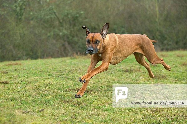 Rhodesian ridgeback  Canis familiaris  running fast in meadow. (Photo by: Auscape/UIG)