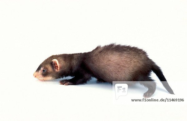 Domestic ferret  Mustela putorius furo  a pet developed from the European polecat. (Photo by: Auscape/UIG)