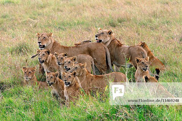 African lion  Panthera leo  two lionesses and many cubs. East Africa. (Photo by: Auscape/UIG)