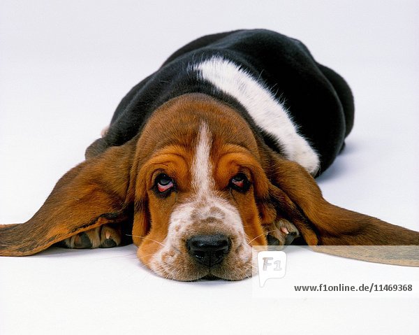 Basset hound  Canis familiaris  puppy lying down  studio shot. (Photo by: Auscape/UIG)