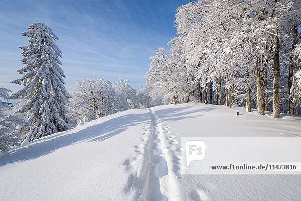 Snowy winter landscape with snowshoe trail   Schauinsland  Black Forest  Freiburg im Breisgau  Baden Wurttemberg  Germany.