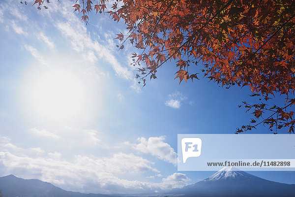 Mount Fuji and Autumn leaves from Arakura Sengen Shrine  Yamanashi Prefecture  Japan