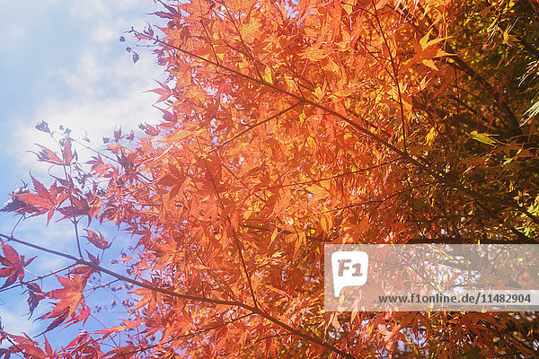 Autumn leaves at Arakura Sengen Shrine  Yamanashi Prefecture  Japan