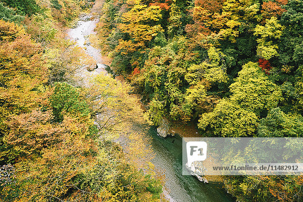 Water stream and Autumn leaves in Okutama  Tokyo  Japan