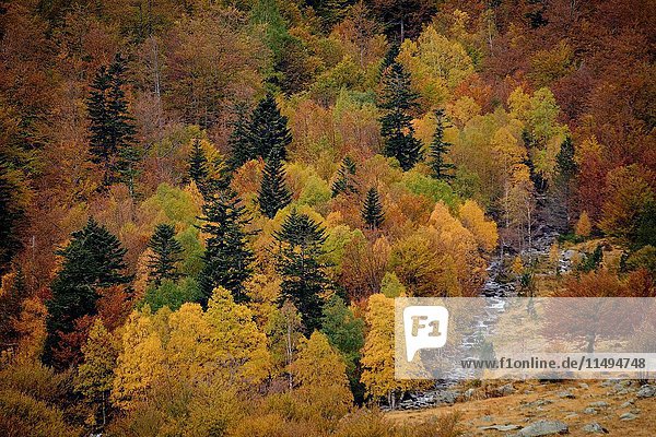 Mixed deciduous forest  Molieres valley  Aran   Lleida province  Pyrenean mountain range  Catalonia   Spain