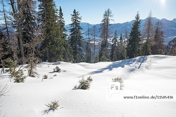 Hoher Nock mountain area in Limestone Alps National Park in Winter  Upper Austria  Austria