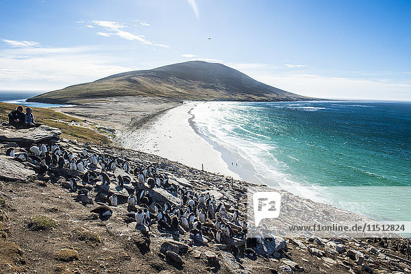 Kolonie des Südlichen Felsenpinguins (Eudyptes chrysocome) mit der Landenge von Neck im Hintergrund  Saunders Island  Falklandinseln  Südamerika