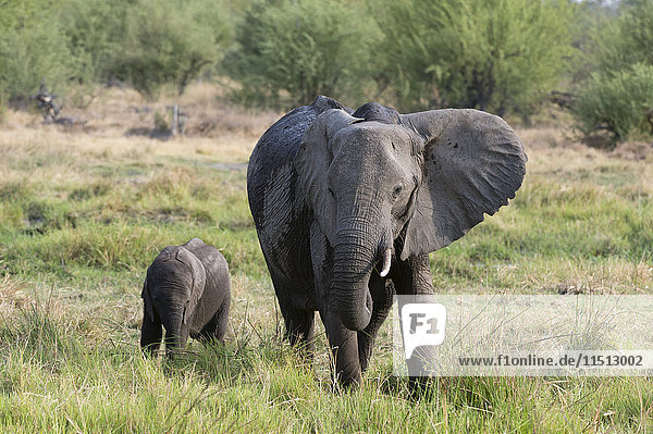 An African elephant (Loxodonta africana) with its calf  Khwai Concession  Okavango Delta  Botswana  Africa