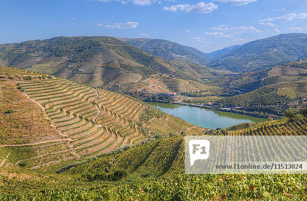 Weinberge und der Fluss Douro  Alto Douro Weintal  UNESCO-Welterbe  Portugal  Europa