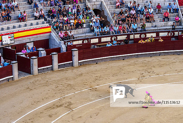 Bullfighting Novillada Picada on the Bullring Plaza de Toros de Las Ventas Madrid Spain Europe