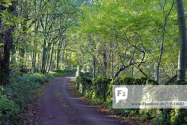 Eine ruhige  von Bäumen gesäumte Straße im Duddon Valley  Lake District National Park  Cumbria  England  Vereinigtes Königreich  Europa